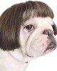 Pet Wigs for Halloween, Christmas, Parties, Festivals