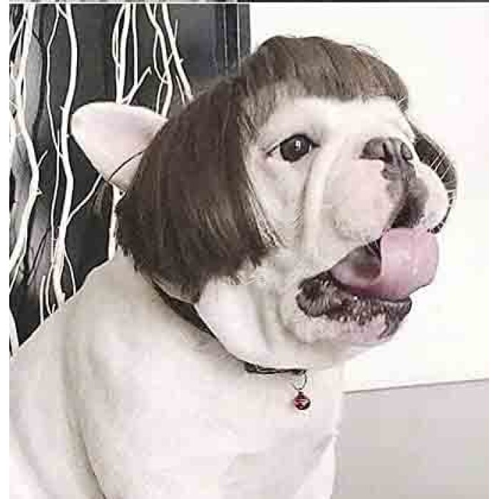 Pet Wigs for Halloween, Christmas, Parties, Festivals