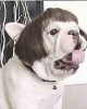 Pet Wigs for Halloween, Christmas, Parties, Festivals