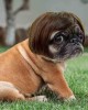 Pet Wigs for Halloween, Christmas, Parties, Festivals